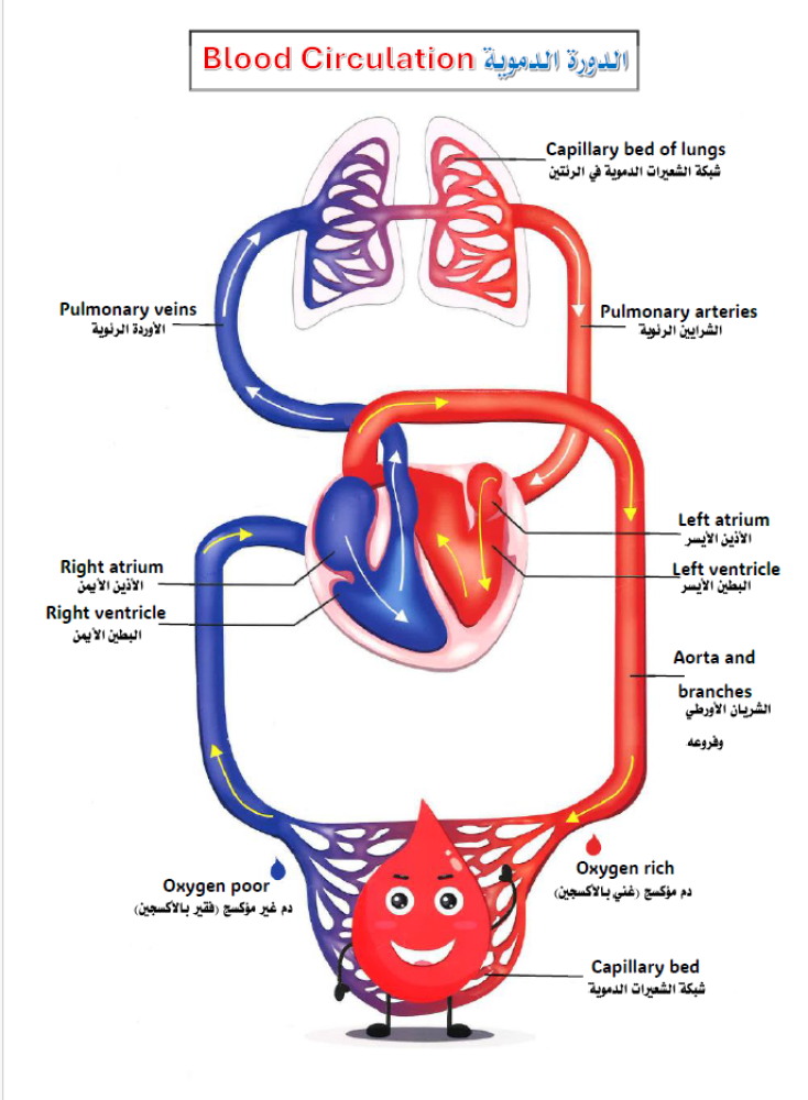 الدورة الدموية Blood Circulation