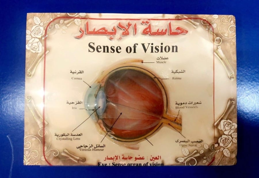مجسم حاسة البصر ثلاثي الأبعاد على قطعة فلين