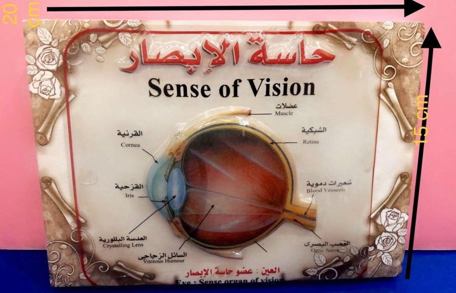 مجسم حاسة البصر ثلاثي الأبعاد على قطعة فلين