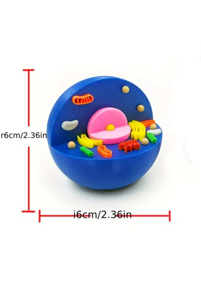 نموذج الخلية الحيوانية Animal cell