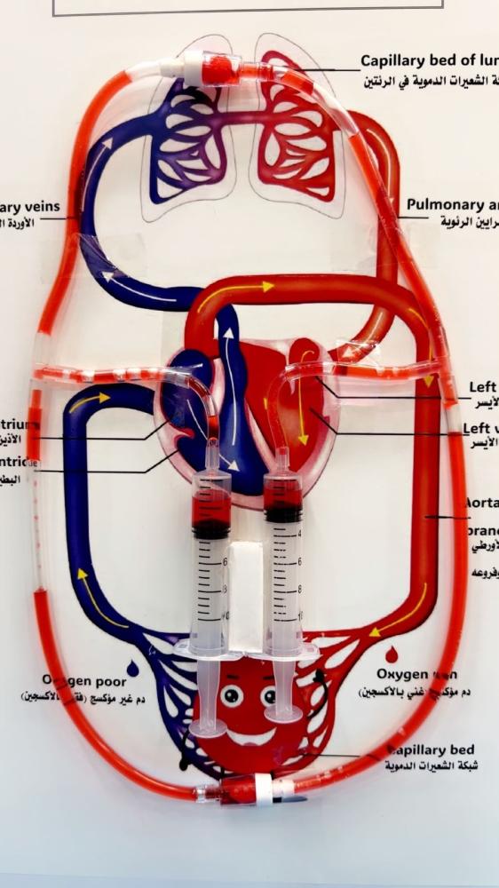 الدورة الدموية Blood Circulation