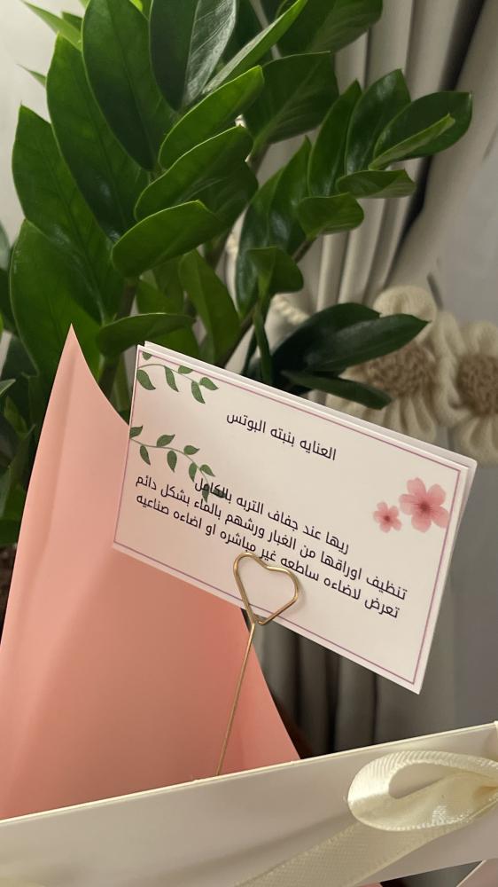 نبته البوتس مع كوب بتغليف اهداء
