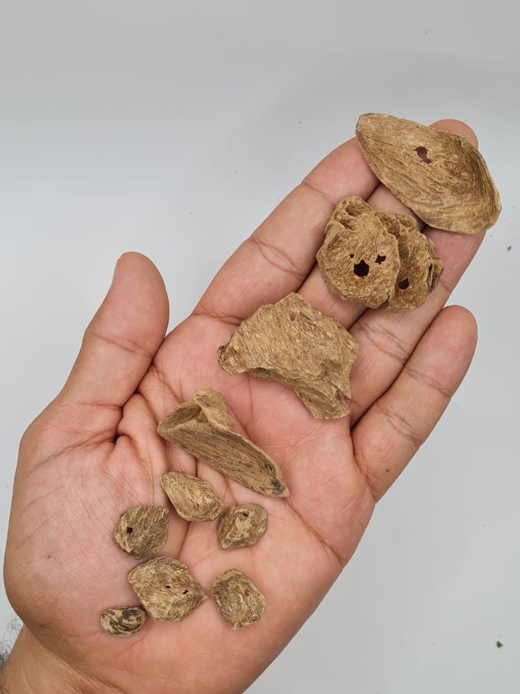 عود سمباوا سوبر وأقل