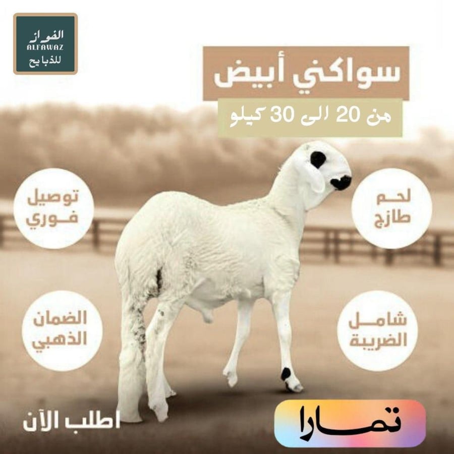 سواكني ابيض تربية