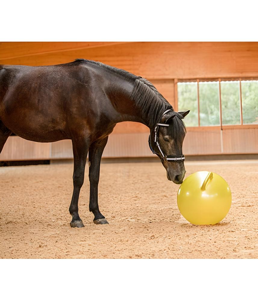 Horse Play Ball