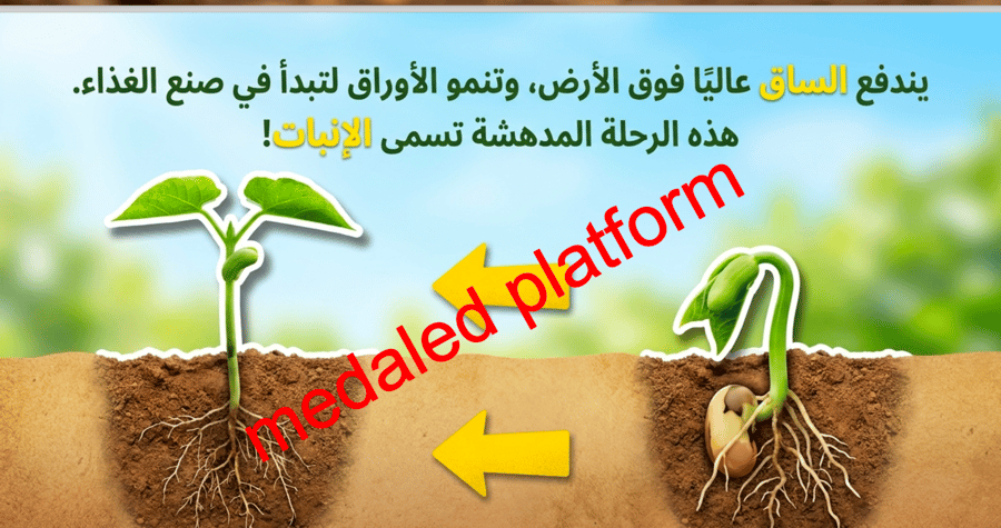 الفصل الثاني دورات حياة النباتات