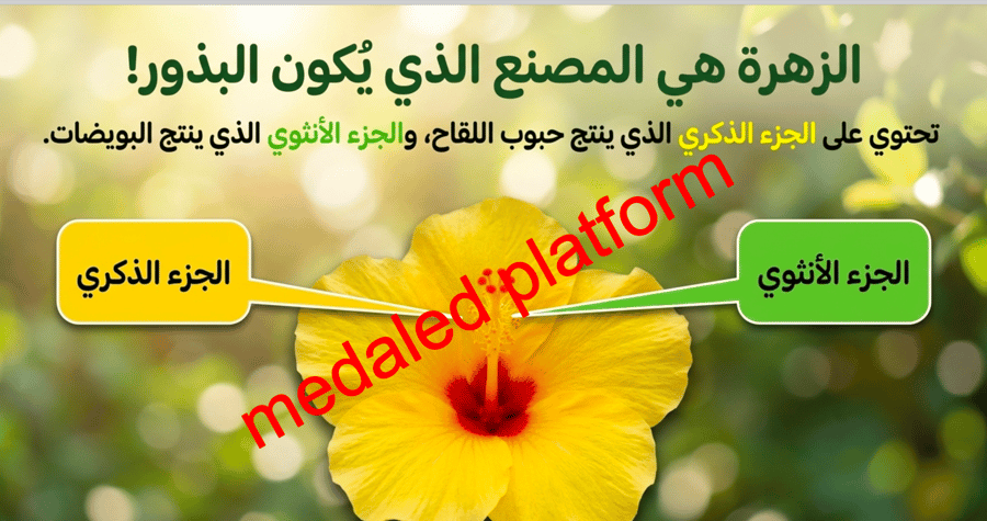 الفصل الثاني دورات حياة النباتات