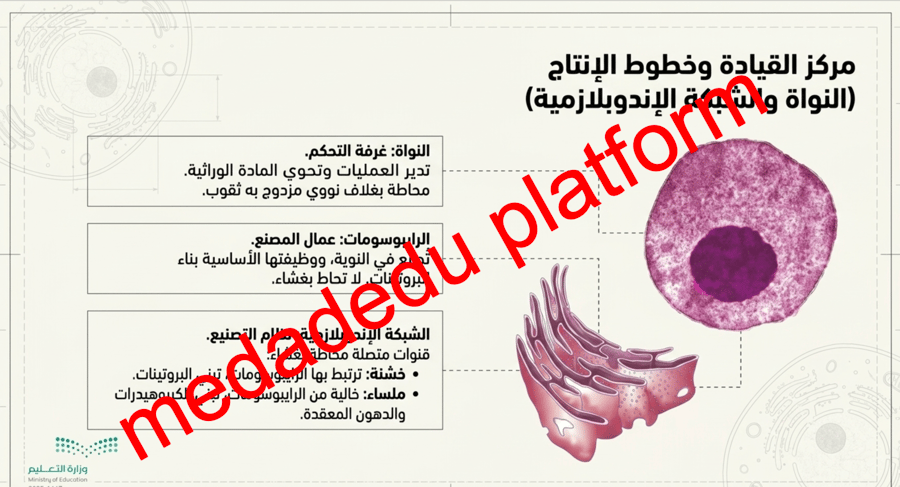 الفصل الثامن التراكيب الخلوية و العضيات