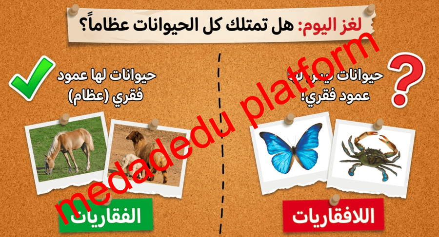 الفصل الثاني الحيوانات اللافقارية