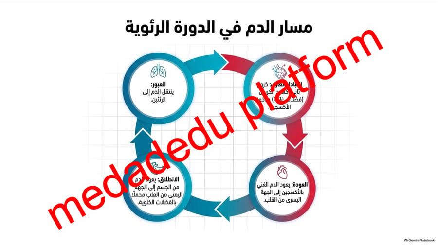 الفصل الخامس جهاز الدوران