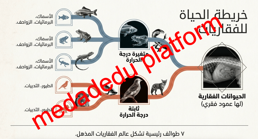 الفصل الثاني الحيوانات الفقارية