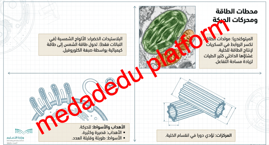 الفصل الثامن التراكيب الخلوية و العضيات