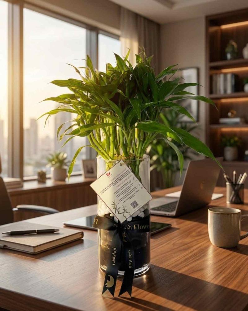 Lucky Bamboo نبتة