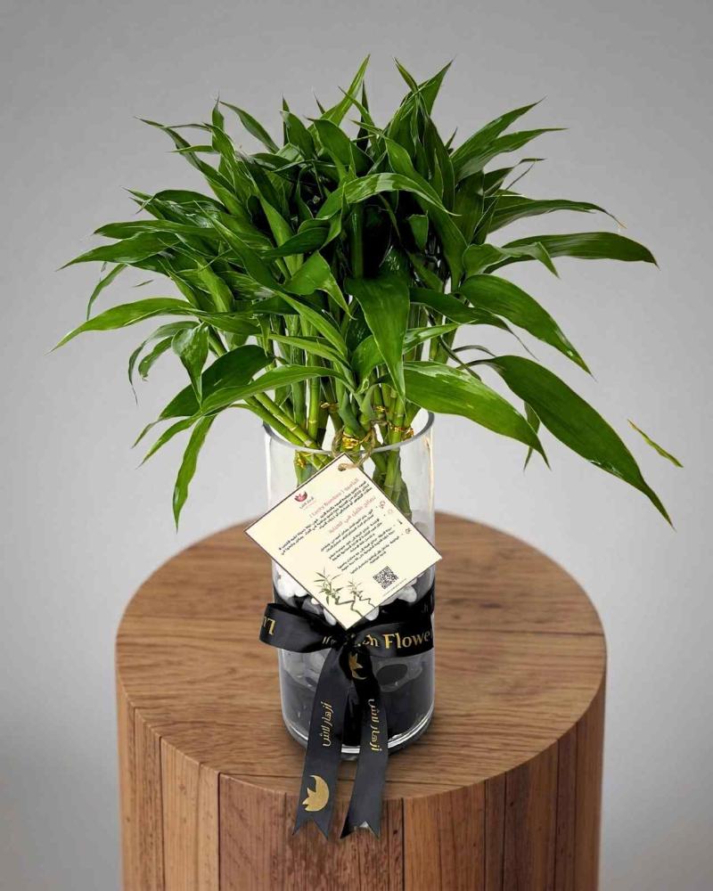 Lucky Bamboo ازهار لاش
