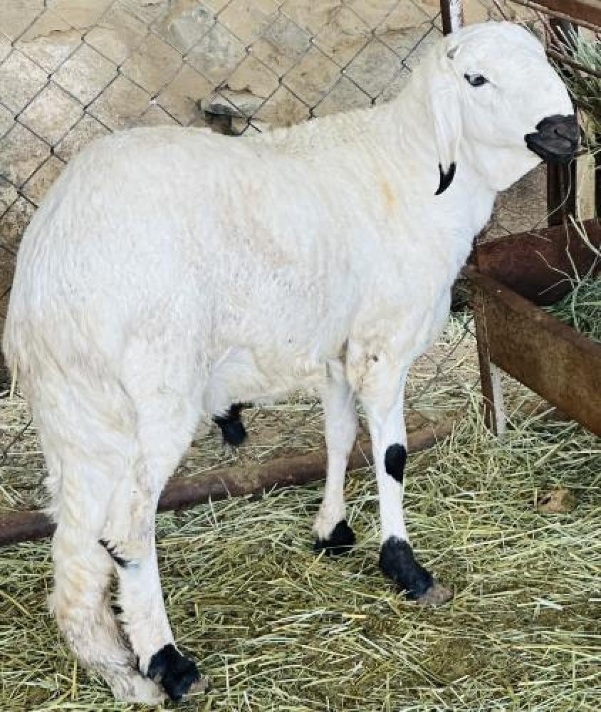 سواكني جبره تربية/ SH-5