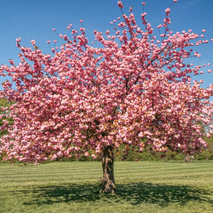 بذور شجرة ساكورا (الكرز اليابانية) Prunus serrulata