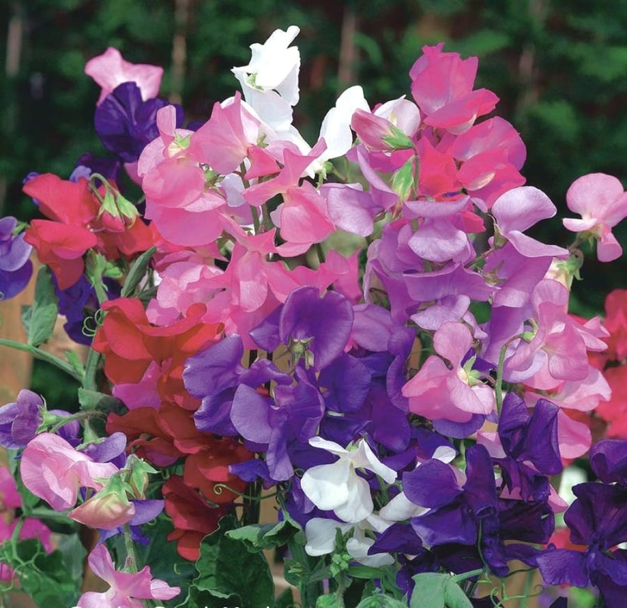بذور بسلة الزهور (Lathyrus odoratus)