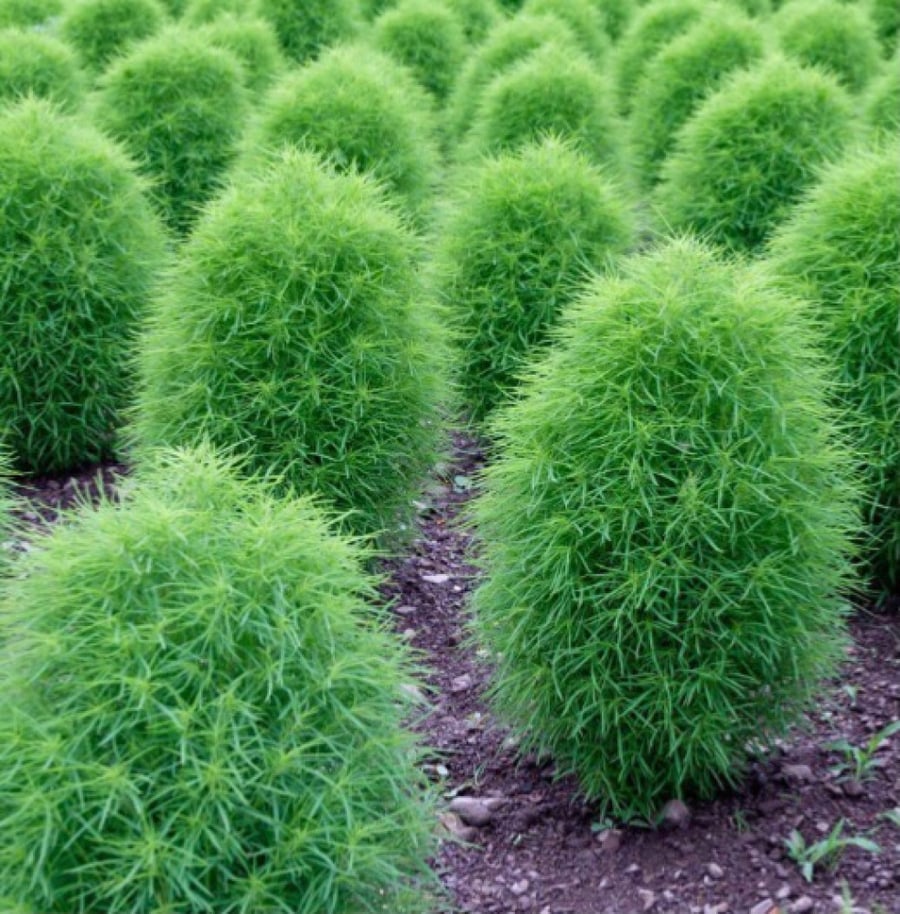 بذور شجرة الكوشيا ( مكنسة الجنة )