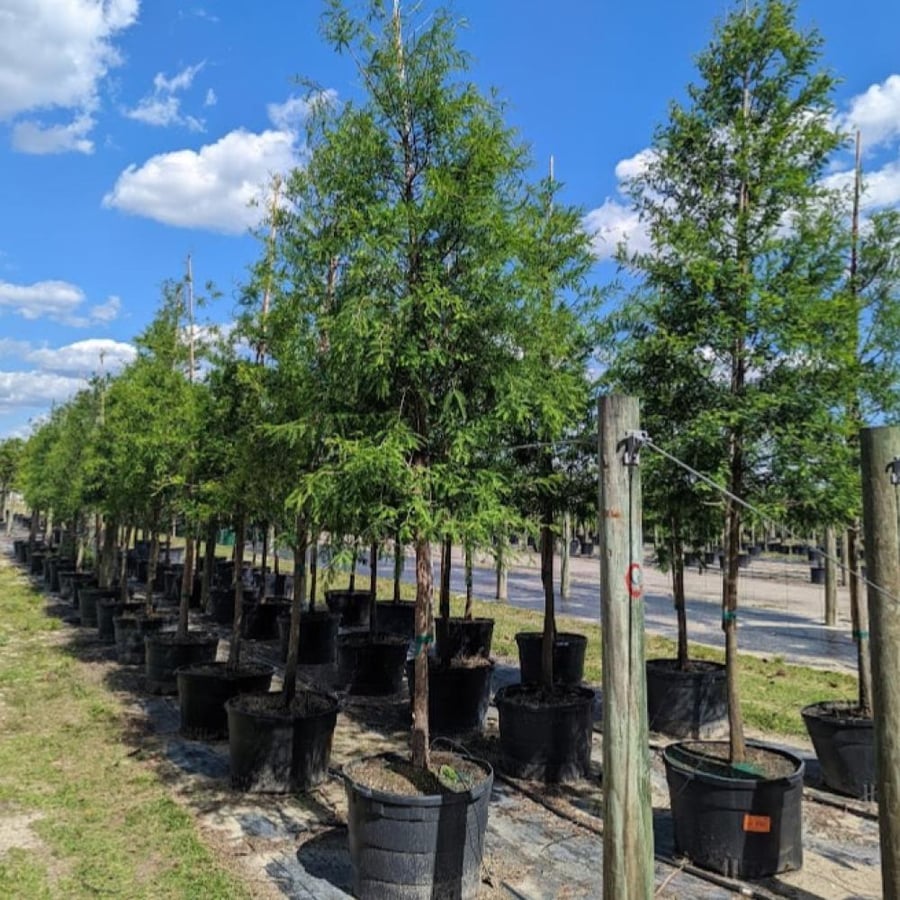 بذور شجرة تاكسوديم (Taxodium distichum)