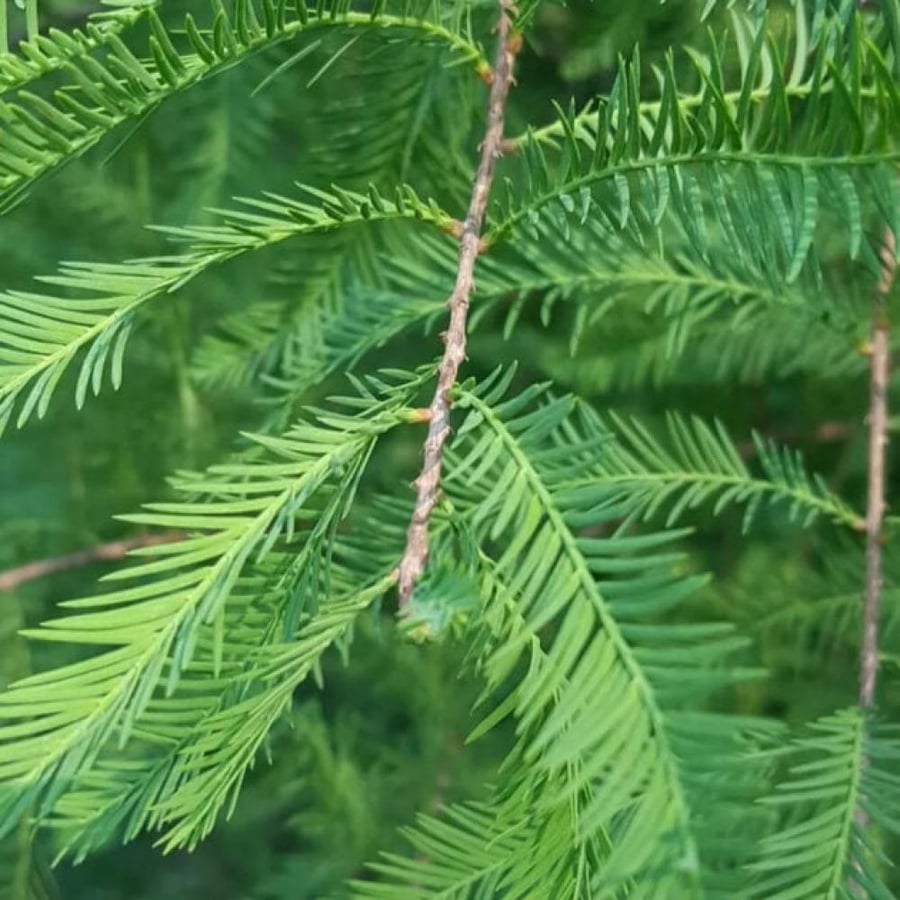 بذور شجرة تاكسوديم (Taxodium distichum)