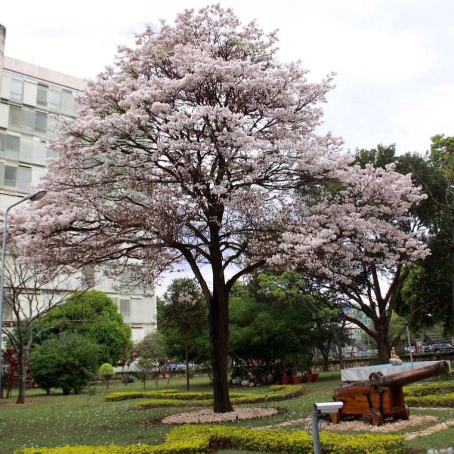 بذور شجرة التابوبيا البيضاء (Tabebuia hypoleuca)