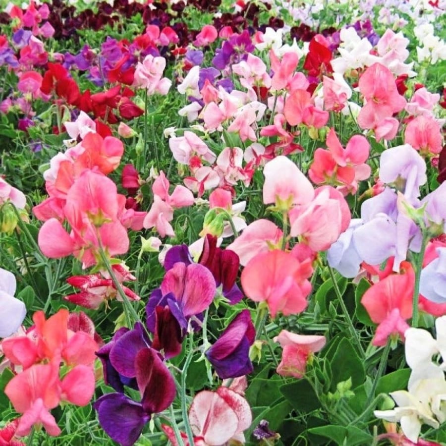 بذور بسلة الزهور (Lathyrus odoratus)