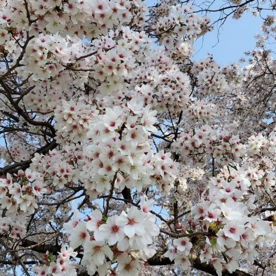 بذور شجرة التابوبيا البيضاء (Tabebuia hypoleuca)