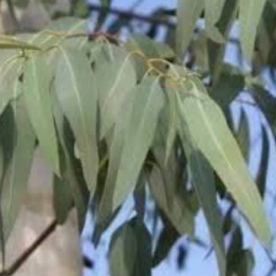 بذور شجرة الكينا