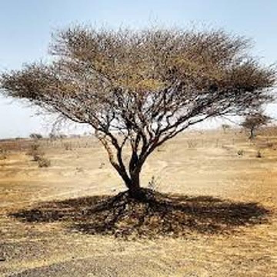 Seeds of the Samer tree