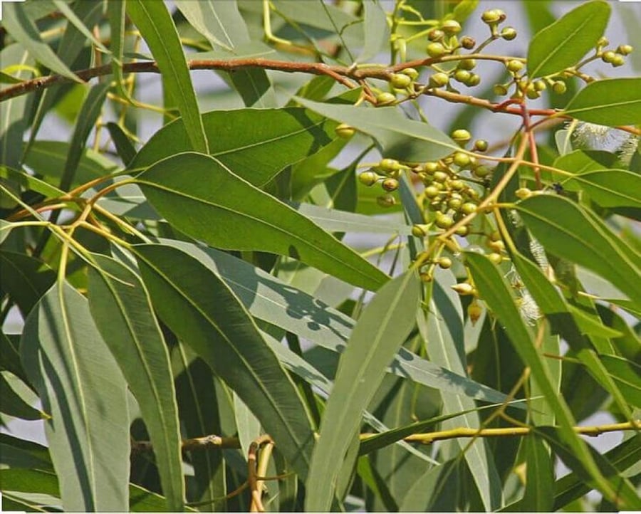 Lemon myrtle tree seeds