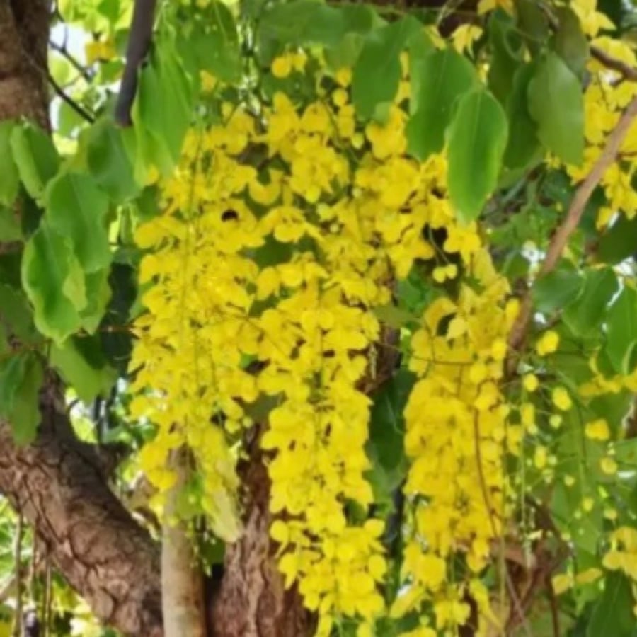 Cassia fistula seeds