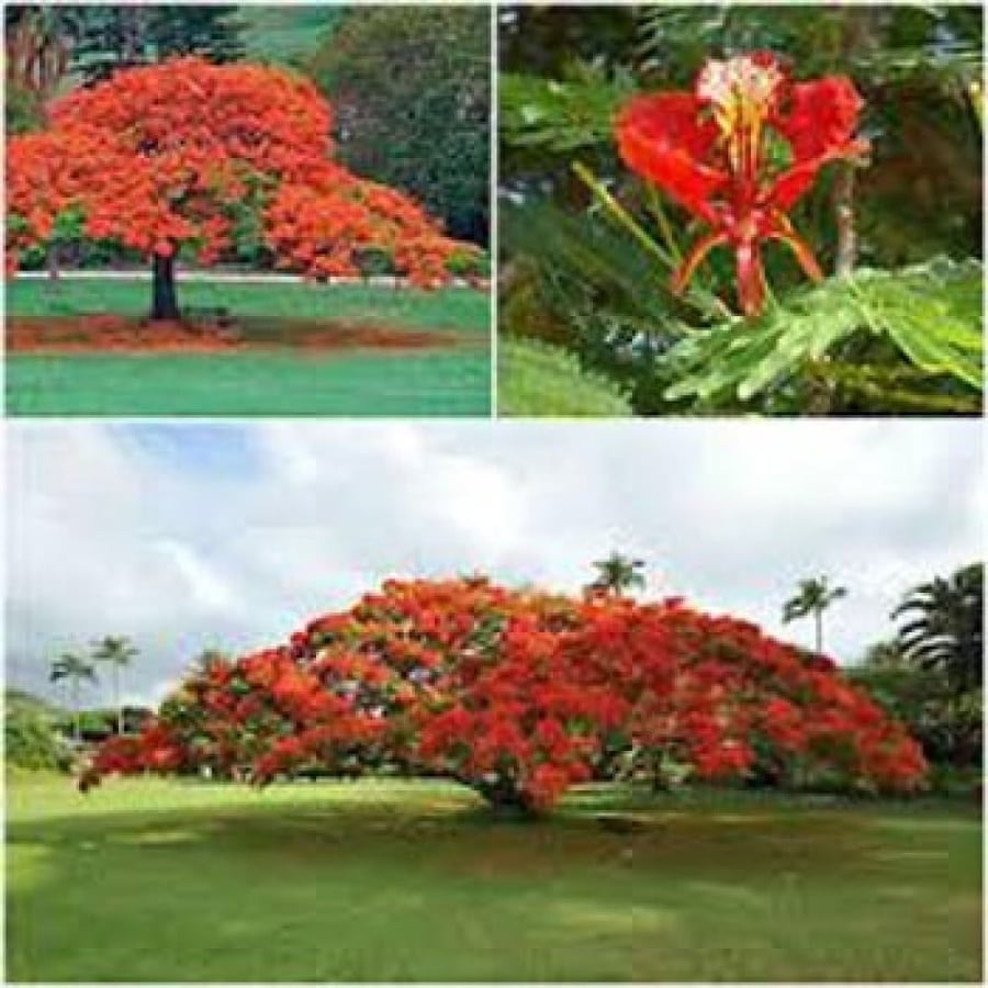 Seeds of the red Poinciana tree