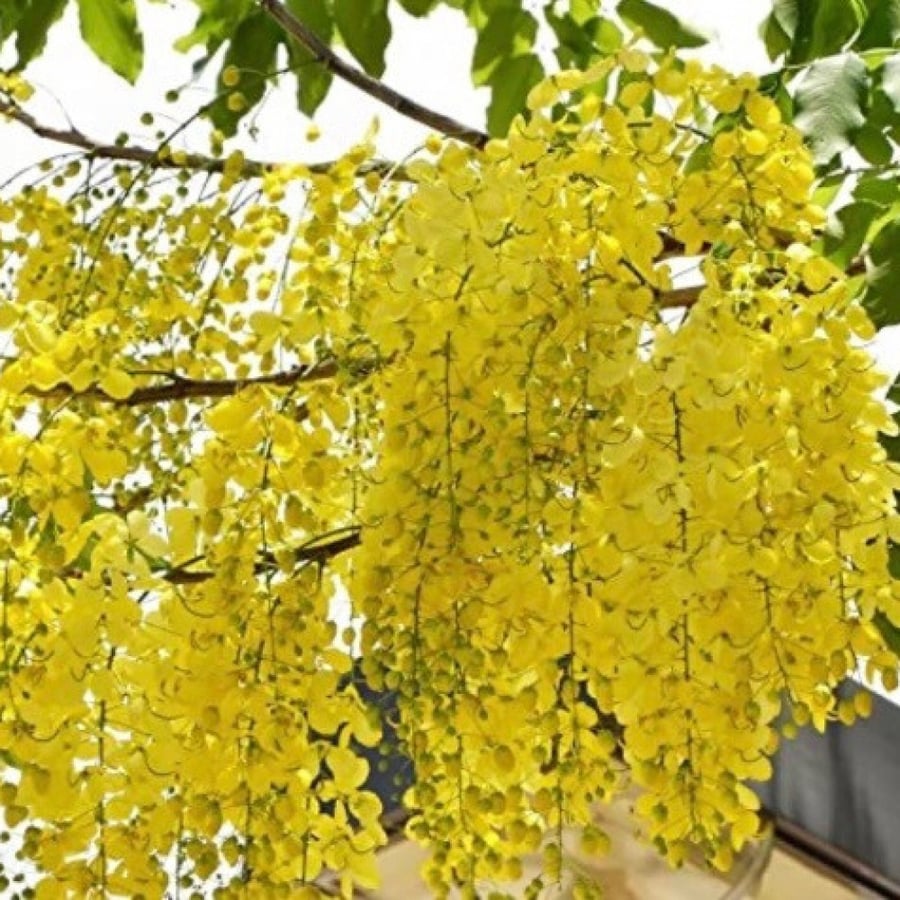 Cassia fistula seeds