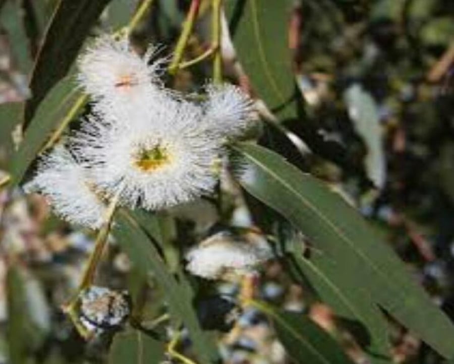 Lemon myrtle tree seeds