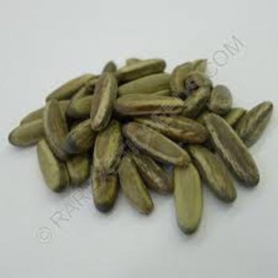 Seeds of the red Poinciana tree