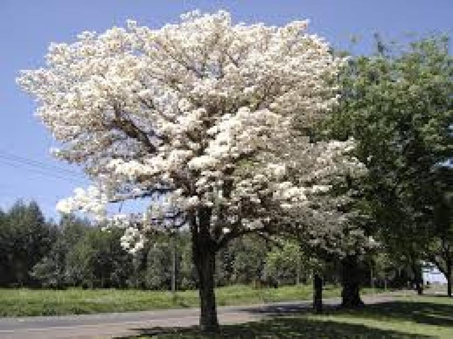 بذور شجرة التابوبيا البيضاء (Tabebuia hypoleuca)