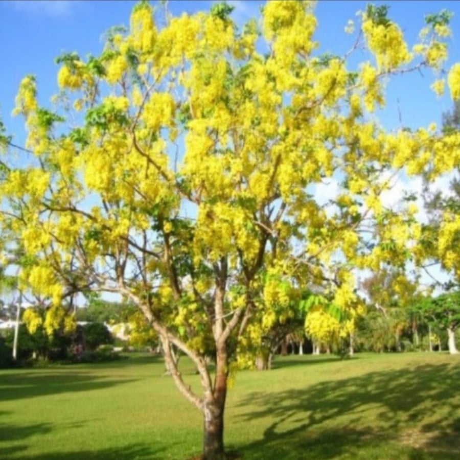 Cassia fistula seeds