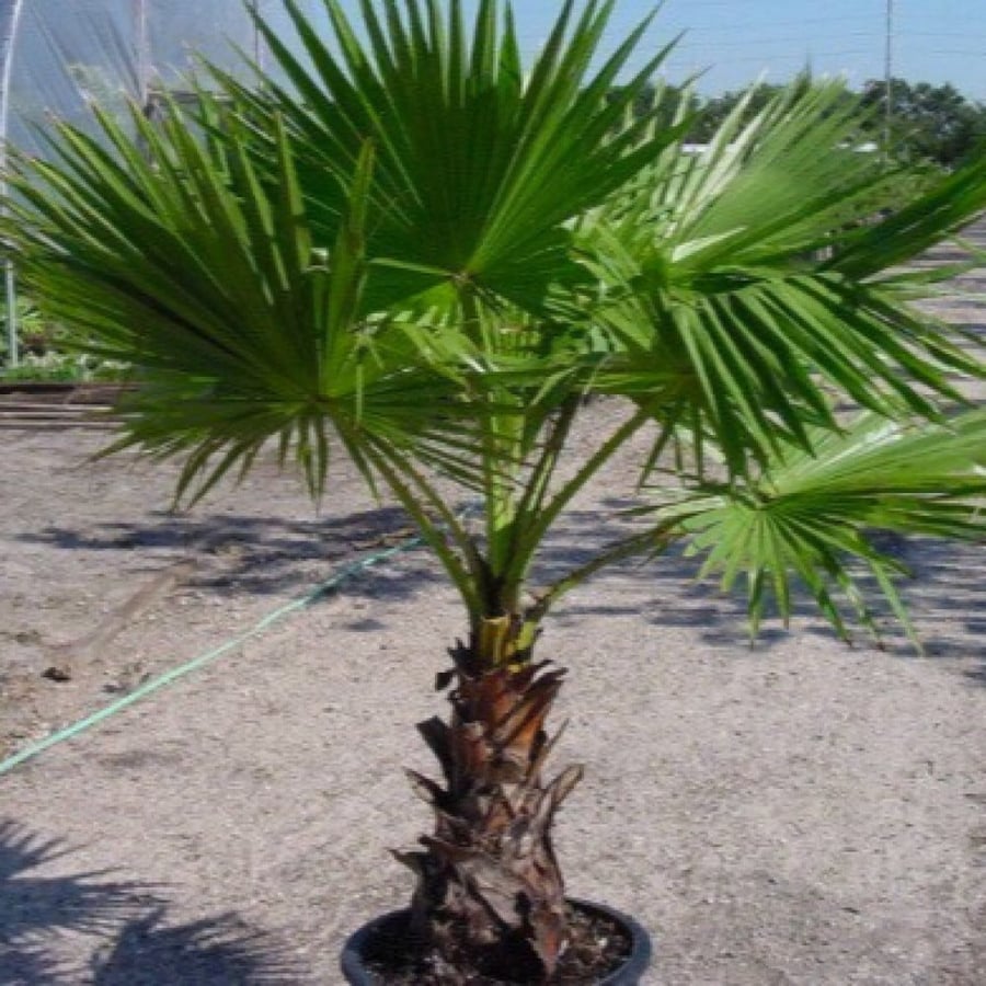 Washingtonia palm seeds