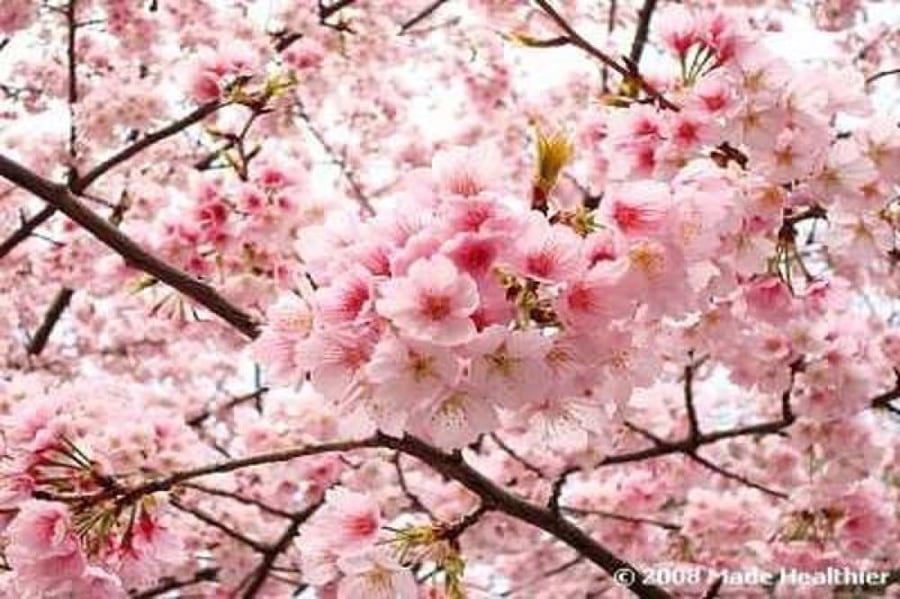 بذور شجرة ساكورا (الكرز اليابانية) Prunus serrulata