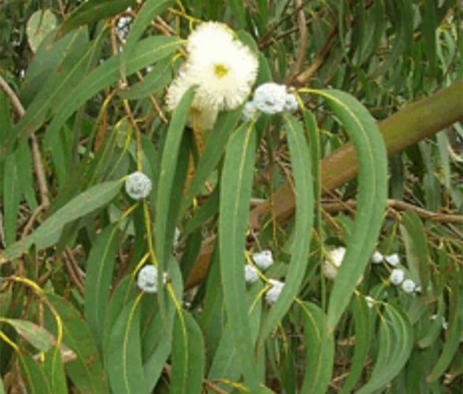 Lemon myrtle tree seeds