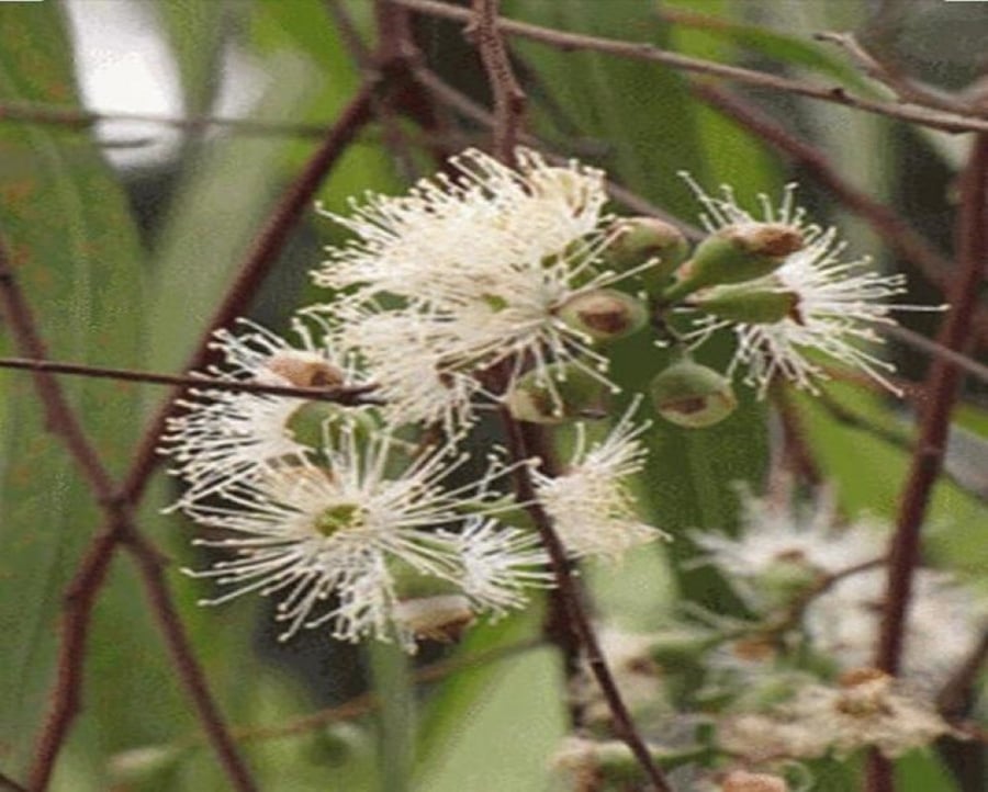 Lemon myrtle tree seeds