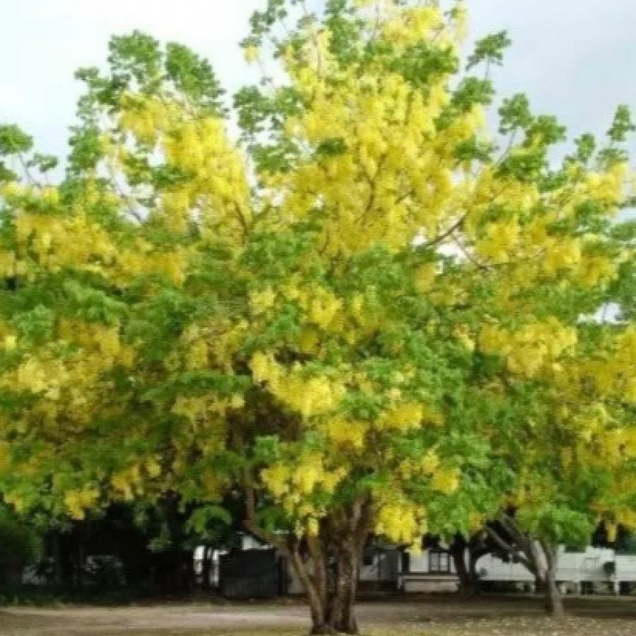 Cassia fistula seeds