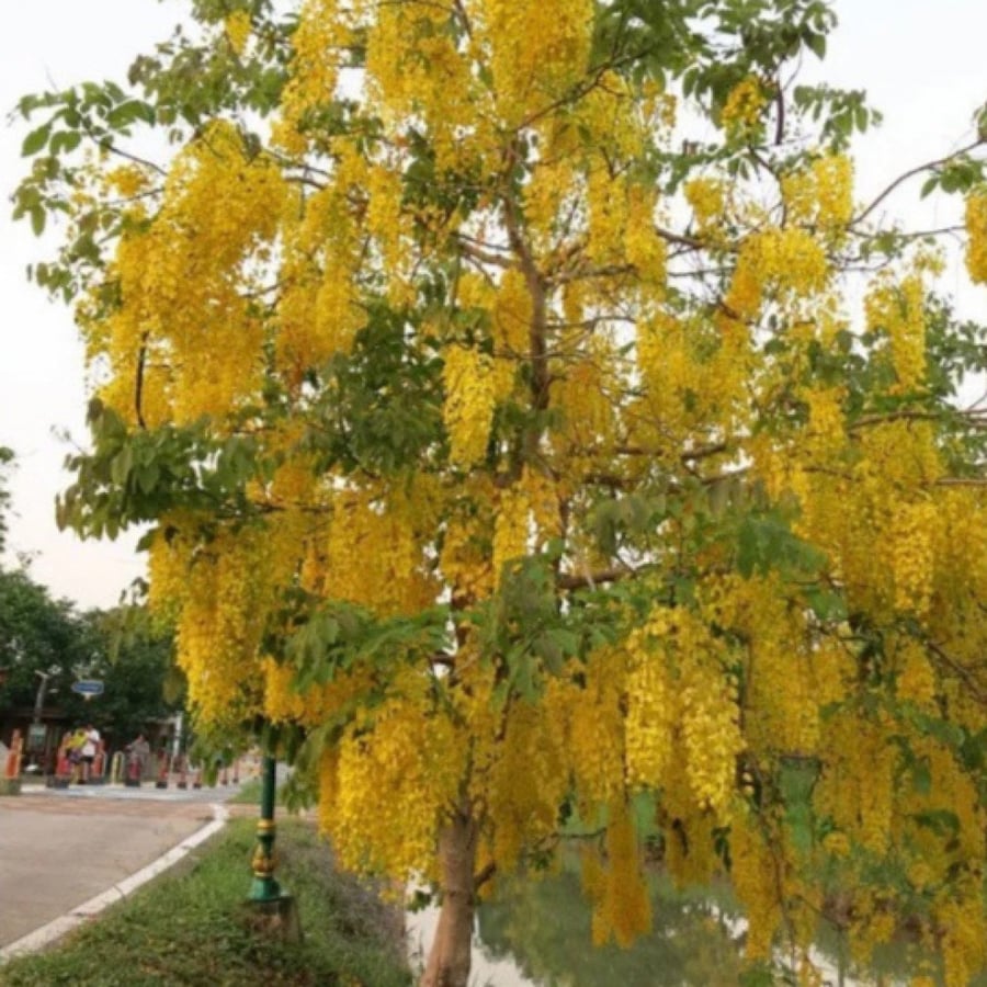 Cassia fistula seeds