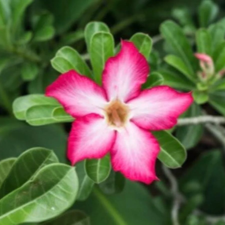بذور شجرة الأدينيوم ( العدنة )
