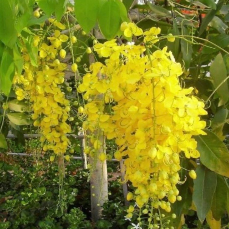 Cassia fistula seeds
