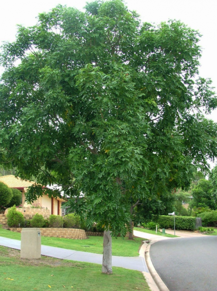African mahogany tree seeds