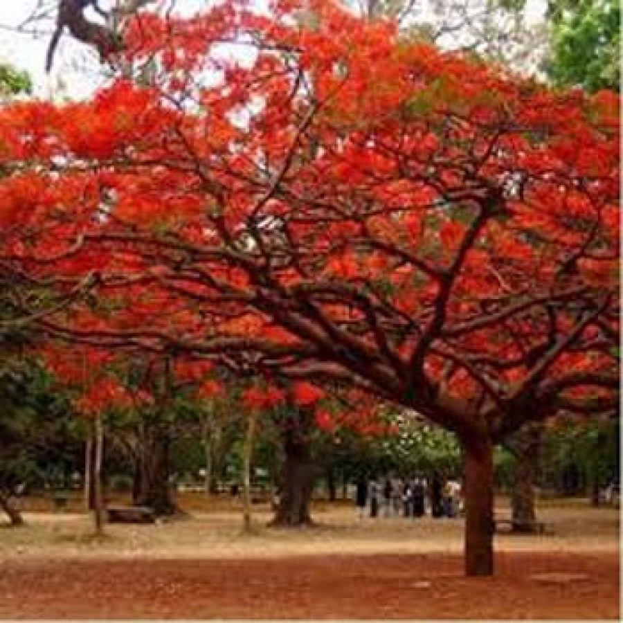 Seeds of the red Poinciana tree