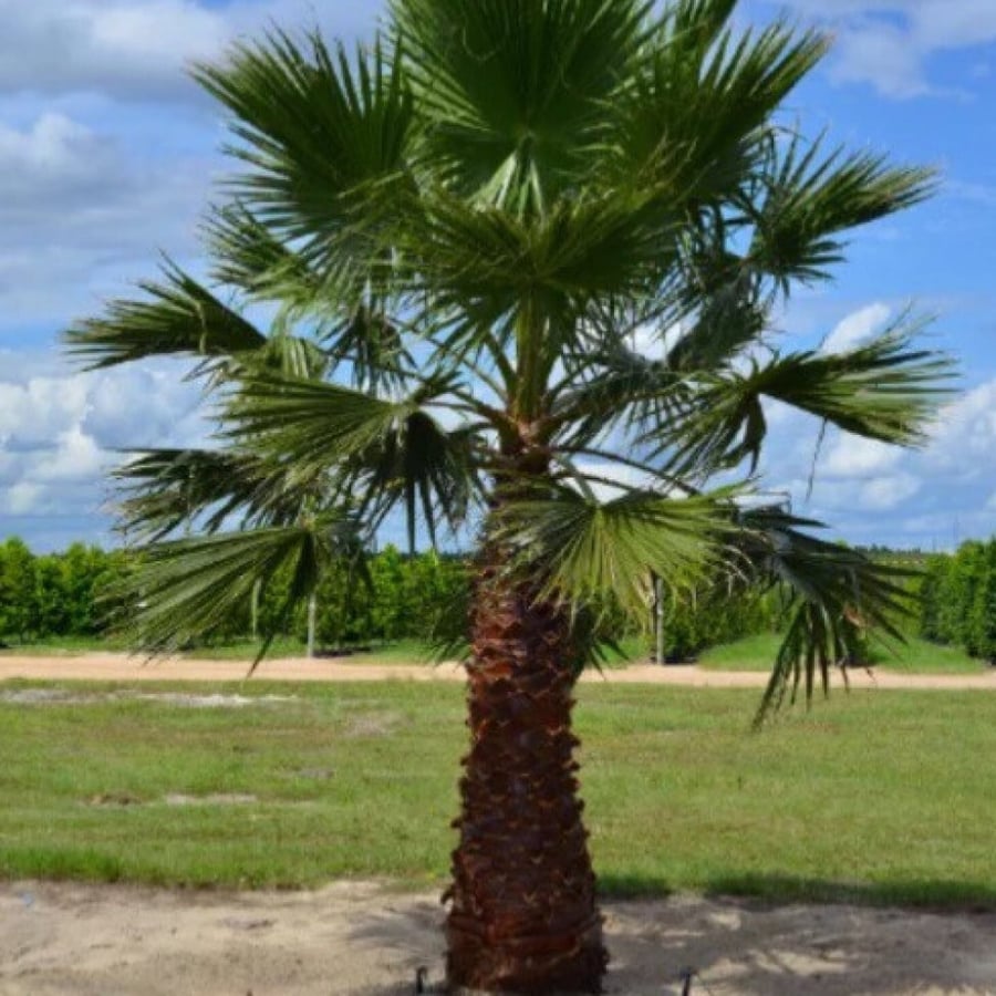 Washingtonia palm seeds