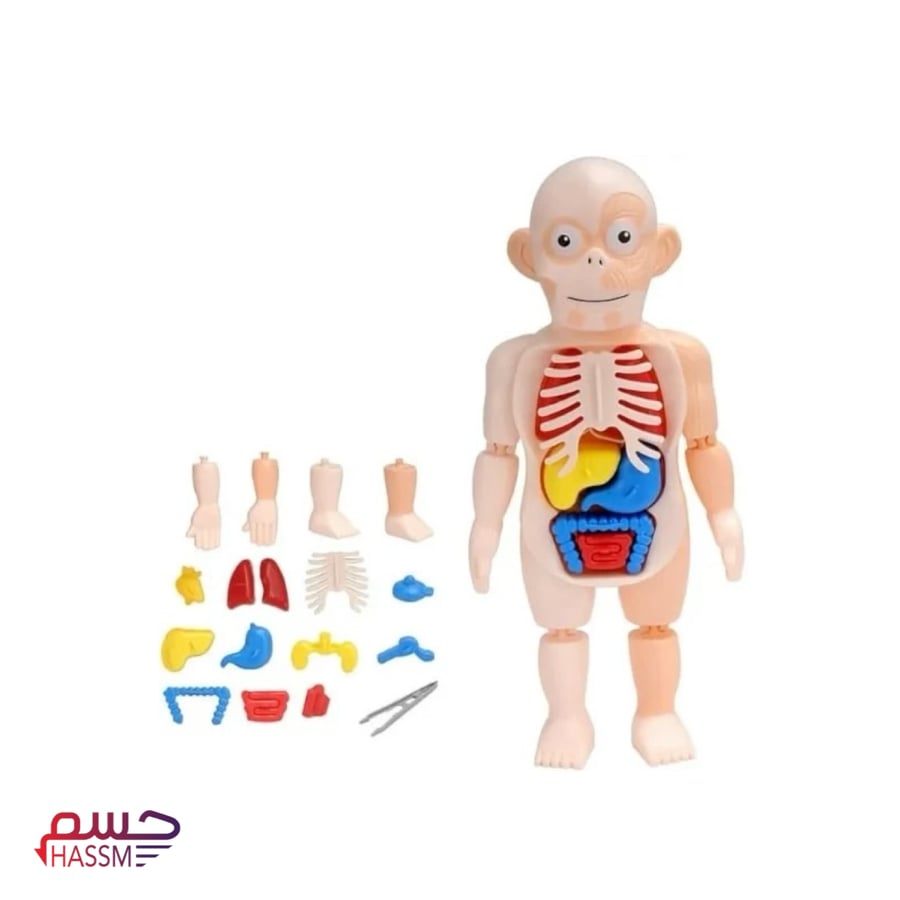 مجسم الانسان التعليمي