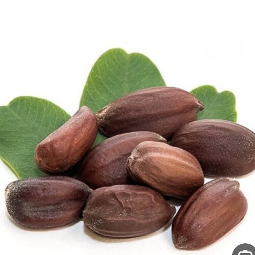 بذور الجوجوبا العضويه